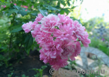 Pink Bells ® Pink Bells ®