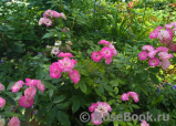 Pink Bells ® Pink Bells ®