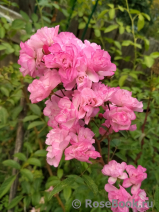 Heavenly Pink Heavenly Pink