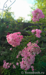 Heavenly Pink Heavenly Pink