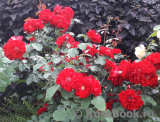 Roter Korsar Roter Korsar