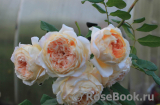 Crown Princess Margareta® Crown Princess Margareta®