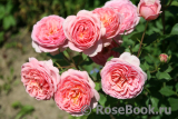 Boscobel Boscobel