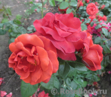 Terracotta ® Terracotta ®