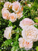 Chandos Beauty Chandos Beauty