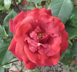 Terracotta ® Terracotta ®