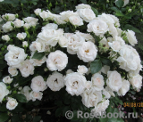 Aspirin Rose Aspirin Rose