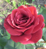 Terracotta ® Terracotta ®
