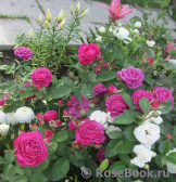 Heidi Klum Rose Heidi Klum Rose
