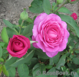 Heidi Klum Rose Heidi Klum Rose
