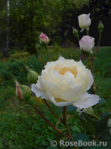 Desdemona Desdemona