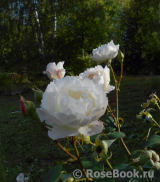 Desdemona Desdemona