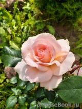 Johann Strauss Johann Strauss