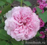 Princess Alexandra of Kent Princess Alexandra of Kent