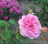 Princess Alexandra of Kent Princess Alexandra of Kent