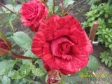 Red Intuition Red Intuition
