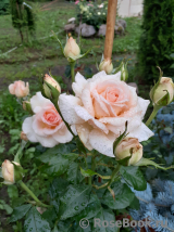 Chandos Beauty Chandos Beauty