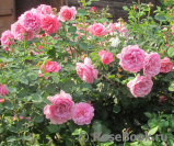 Princess Alexandra of Kent Princess Alexandra of Kent