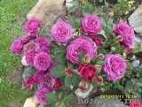 Heidi Klum Rose Heidi Klum Rose