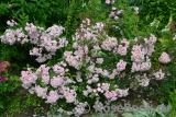 Heavenly Pink Heavenly Pink