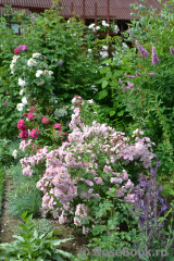 Heavenly Pink Heavenly Pink