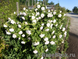 Ritausma Ritausma