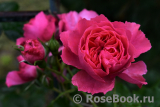 Rosarium Uetersen Rosarium Uetersen