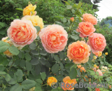 Lady of Shalott Lady of Shalott