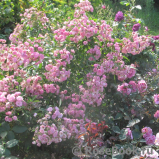 Heavenly Pink Heavenly Pink