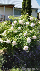Ritausma Ritausma
