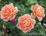 Lady of Shalott Lady of Shalott