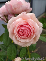 A Shropshire Lad A Shropshire Lad