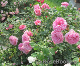 Princess Alexandra of Kent Princess Alexandra of Kent