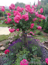 Rosarium Uetersen Rosarium Uetersen