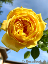 Golden Celebration®