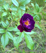 Violetta Violetta