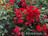 Black Forest Rose ® Black Forest Rose ®