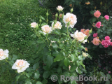 Chandos Beauty Chandos Beauty