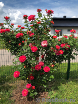 Lustige Lustige
