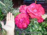 Dame de Coeur Dame de Coeur