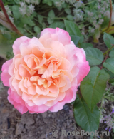 Augusta Luise Augusta Luise