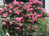 Rosarium Uetersen Rosarium Uetersen