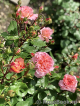 Augusta Luise Augusta Luise