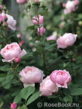 The Alnwick Rose The Alnwick Rose