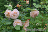 Crown Princess Margareta® Crown Princess Margareta®