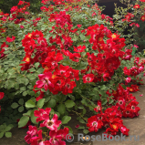 Rouge Meillandecor Rouge Meillandecor