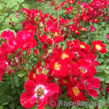 Rouge Meillandecor