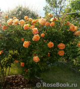 Lady of Shalott Lady of Shalott