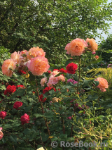 Augusta Luise Augusta Luise