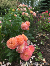 Augusta Luise Augusta Luise